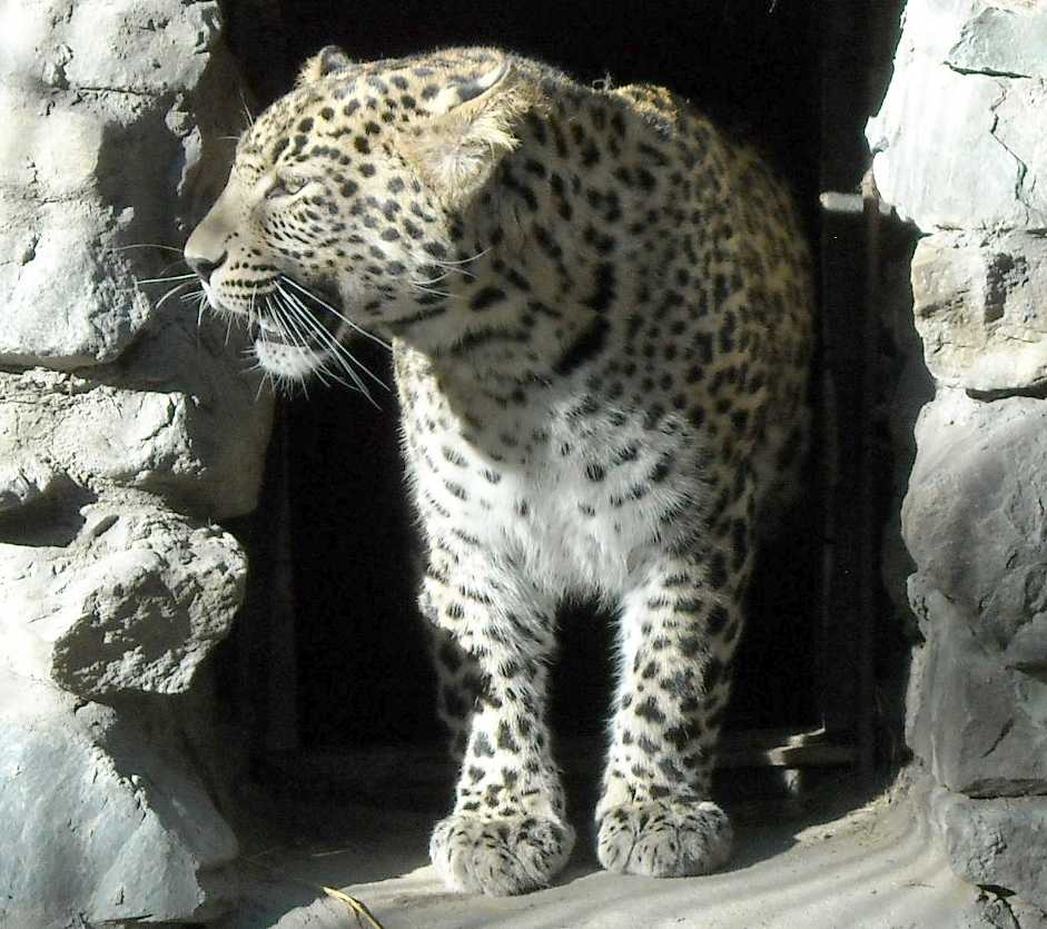 http://zaeltzovka.narod.ru/images/sights/zoo/pers_leopard.jpg
