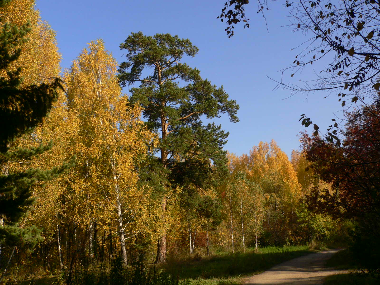 Дендрологические памятники природы